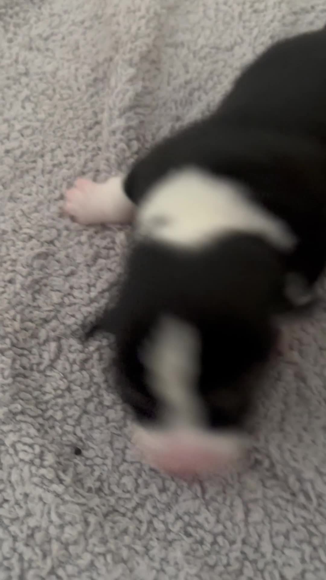 Welsh Corgi Pembroke dogs for sale: Stunning champion breed Tri Corgi Puppies  - Video 2