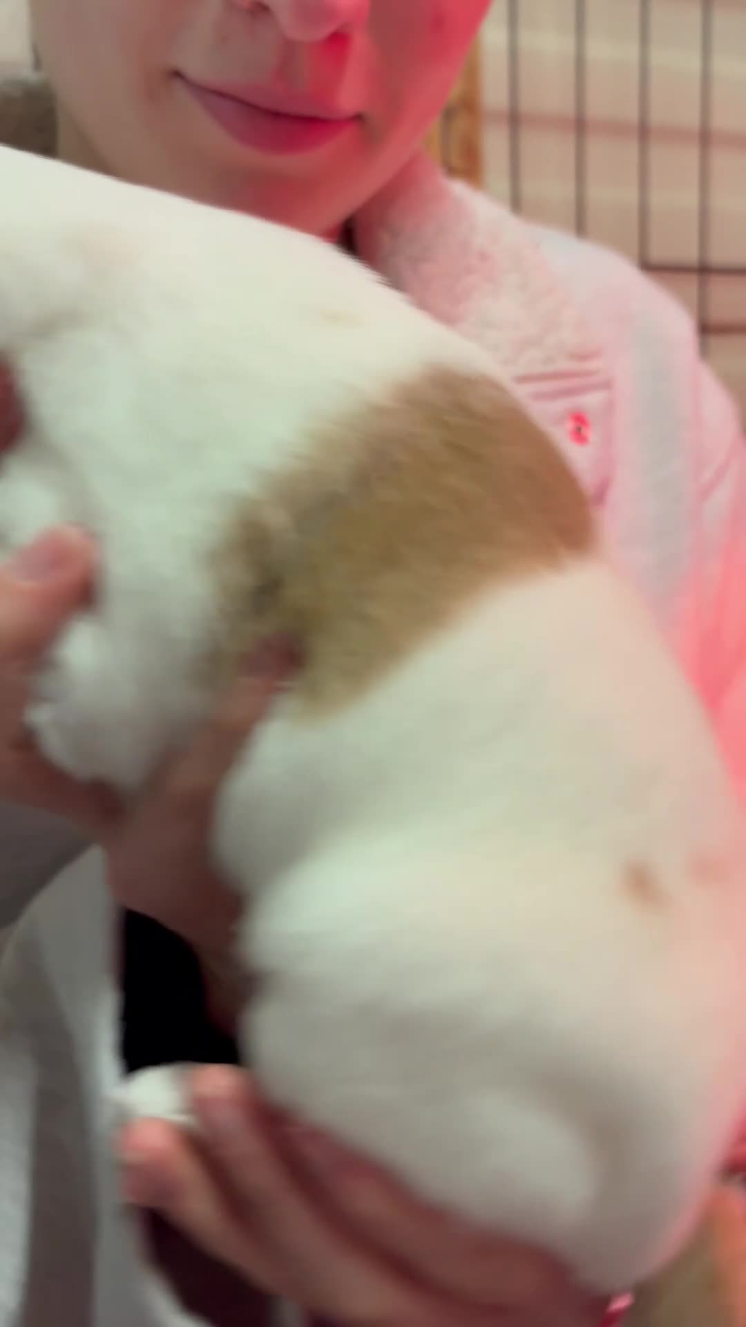 Parson Russell dogs for sale: Exceptional litter of Parson Russell Terrier Pups  - Video 1