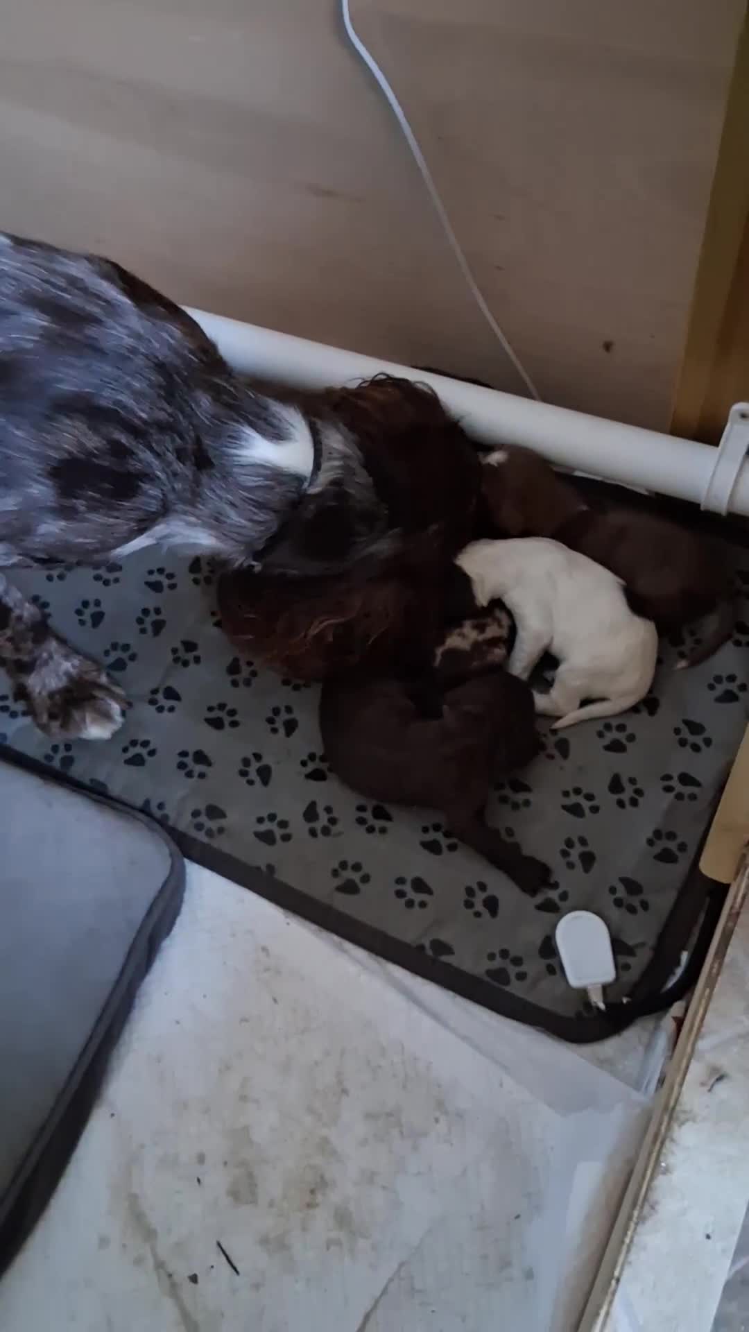 Cocker Spaniel dogs for sale: Cocker Spanial Puppies - Video 2