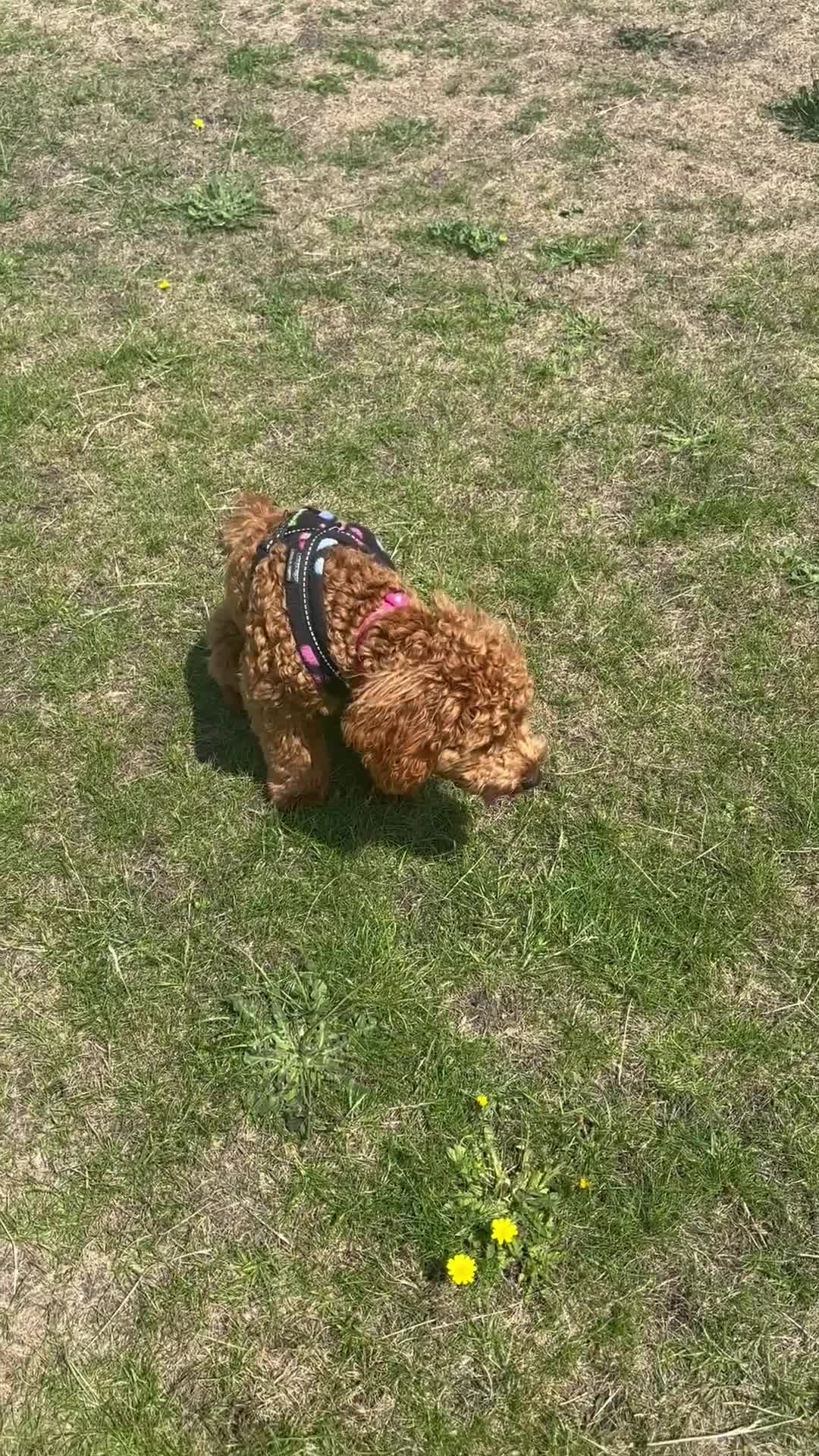 Cavapoo dogs for sale: Cavapoo  - Video 1