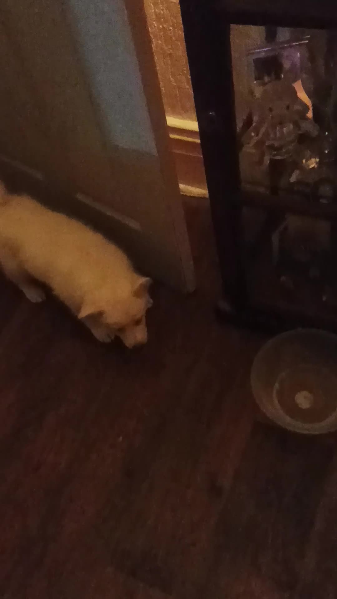 Mixed Breed dogs for sale: Northern Inuit x German shepherd puppies for sale  - Video 4