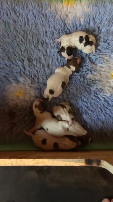 Jack Russell dogs for sale: Beautiful Jack Russell litter  - Video 1
