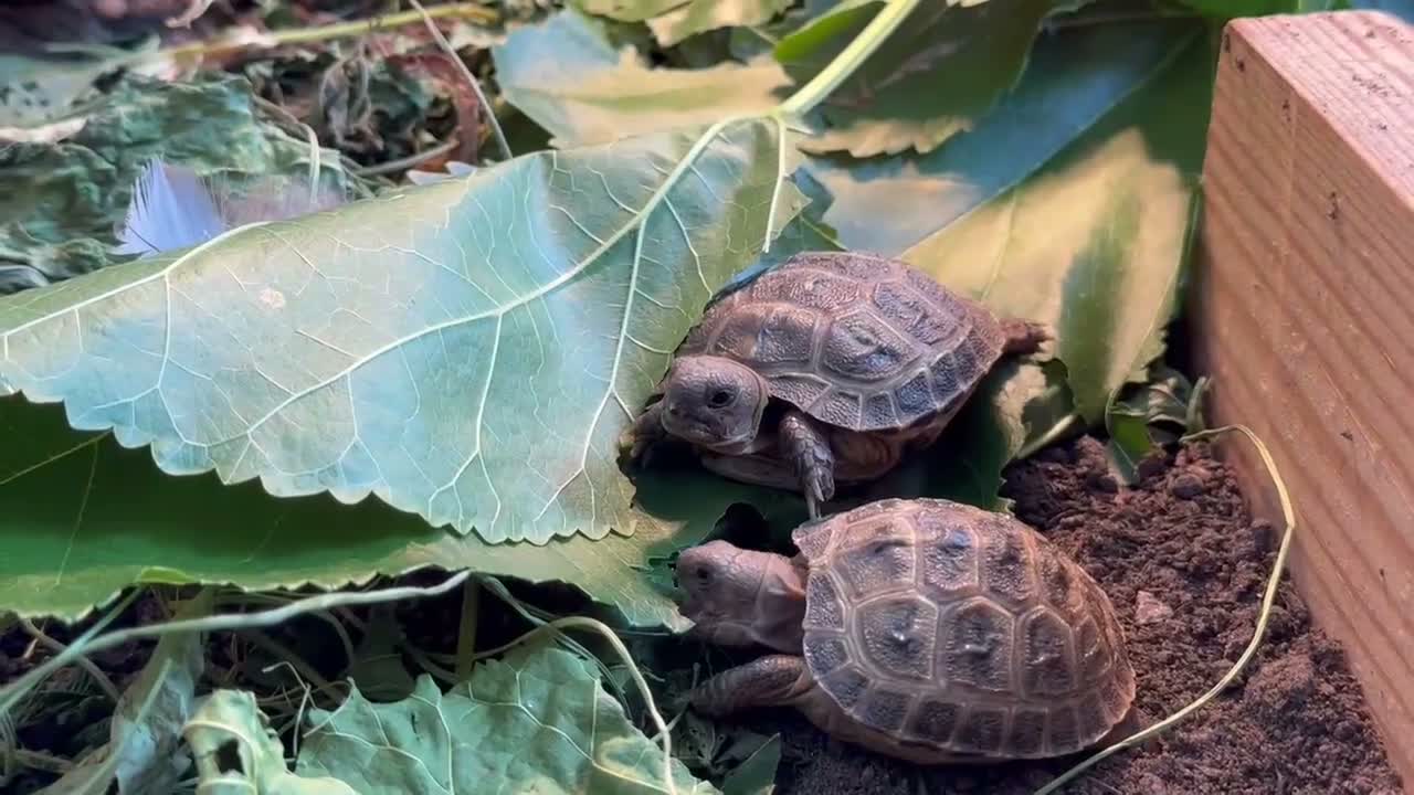 Tortoise reptiles for sale: Baby Horsfield Tortoise 2026 Hatchlings - Video 1