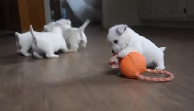 West Highland Terrier dogs for sale: 🤍🐾 Adorable Westie Pups Looking for Homes!🐶🌼 - Video 1
