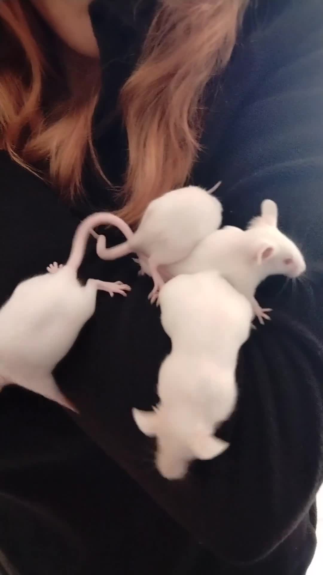 Mouse rodents for sale: Handsome baby boy mice  in Derby - Video 2