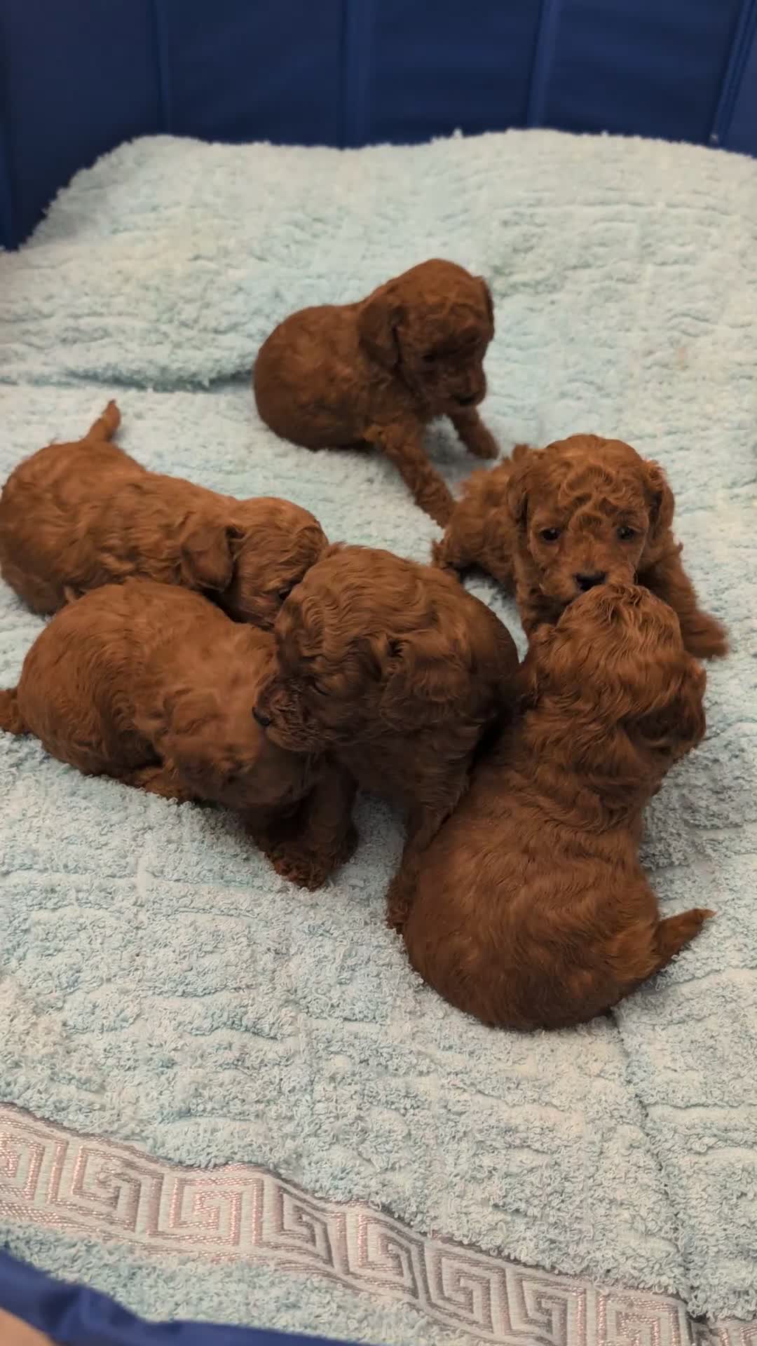 Toy Poodle dogs for sale: Pedigree Toy Poodle Puppies - Video 2