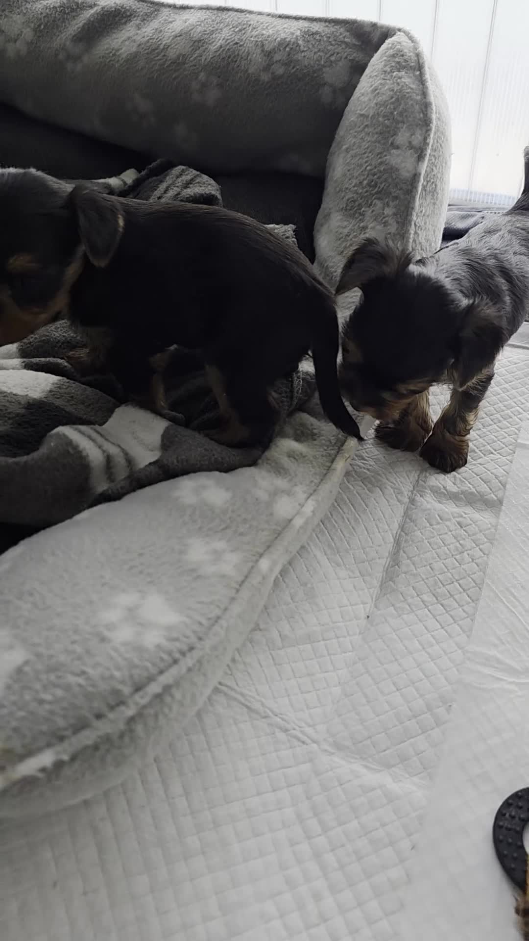 Yorkshire Terrier dogs for sale: KC Registered Yorkshire Terrier puppies! - Video 1