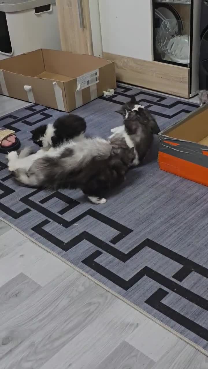 Maine Coon cats for sale: 4 beautiful mainecoon kittens in Aberdeen - Video 1