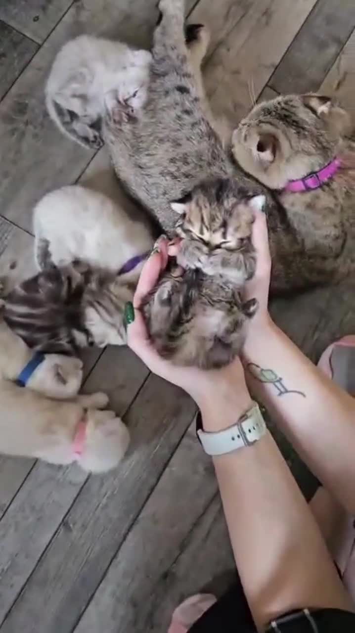 Scottish Fold cats for sale: Scottish Fold/Straight Kittens For Sale  - Video 2