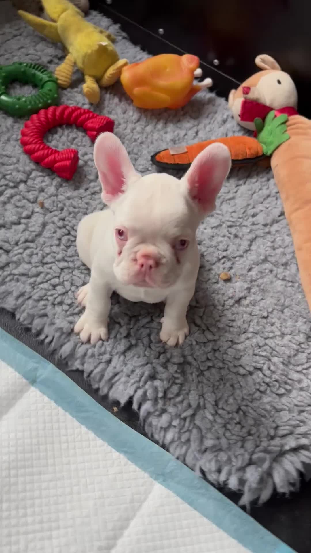 French Bulldog dogs for sale: French Bulldog Puppies KC registered  - Video 2