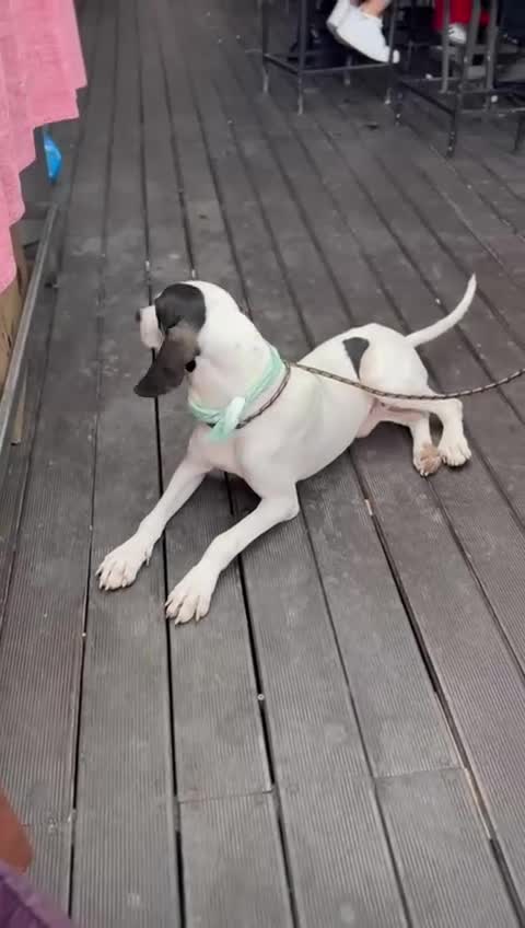 Mixed Breed dogs for adoption: Mitsis, ariegois cross, ready for a family  in Llanelli - Video 1