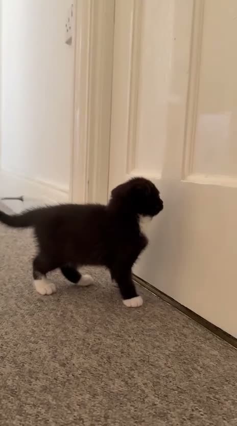Scottish Fold cats for sale: 🤎🤍 Scottish Girls Seeking Loving Homes in London - Video 2