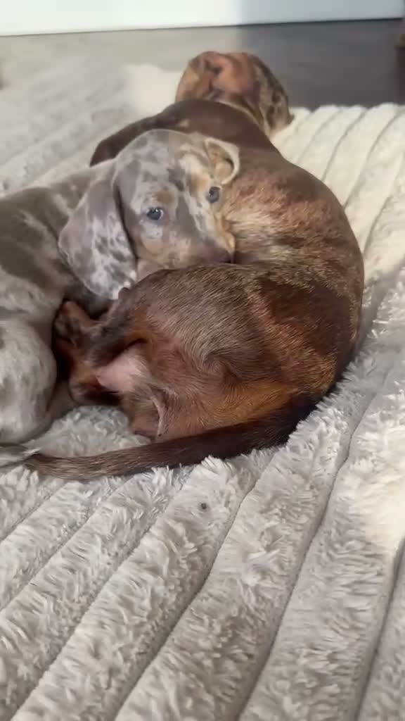 Miniature Dachshund dogs for sale: 5 beautiful baby miniature dachshund puppies  - Video 2