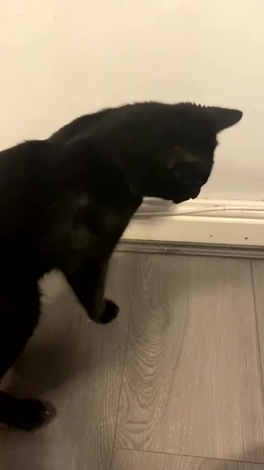 Domestic Shorthair cats for sale: 1 year old boy looking for his new home! - Video 2