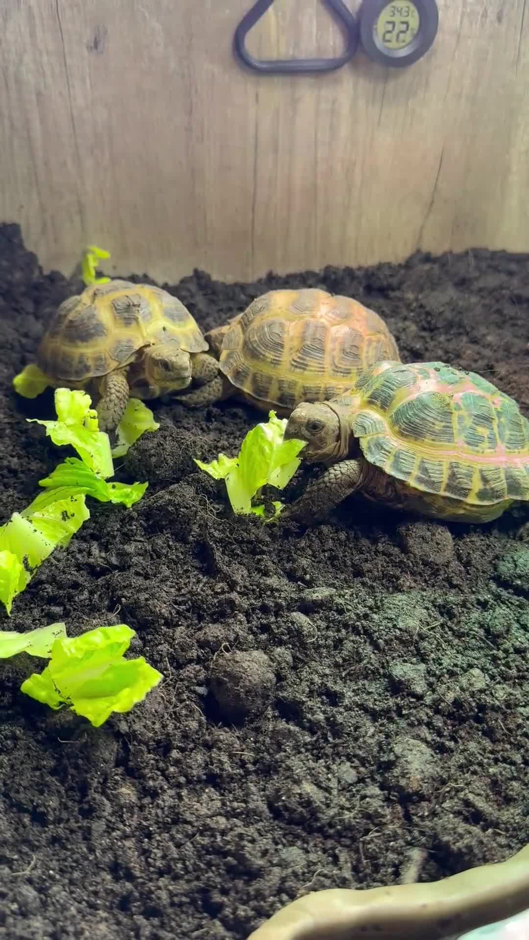 Tortoise reptiles for sale: BABY HORSFIELDS AND SET UPS READY NOW!! - Video 1