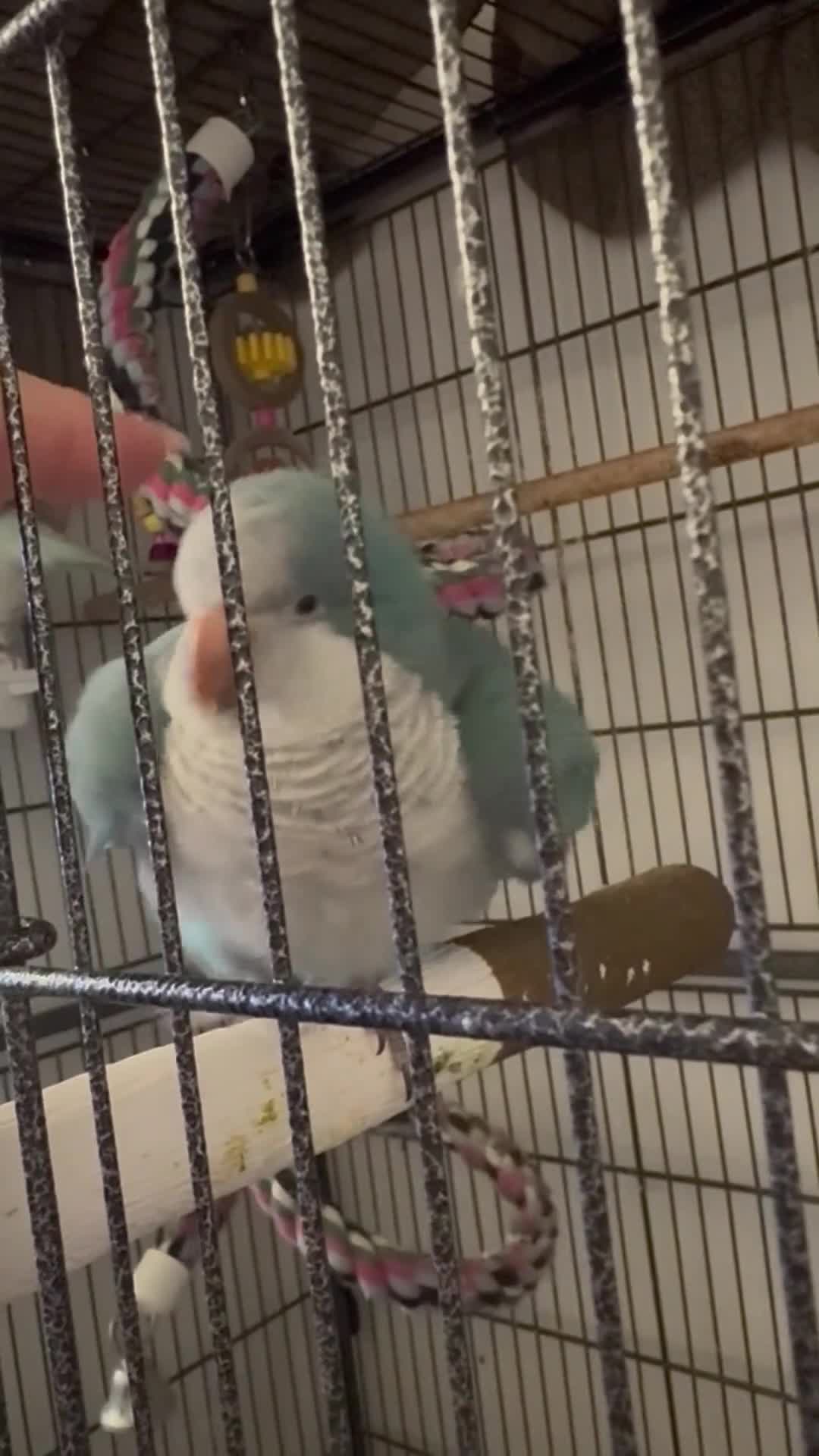 Parrots birds for sale: Pair dna sexed quaker parrots - Video 1