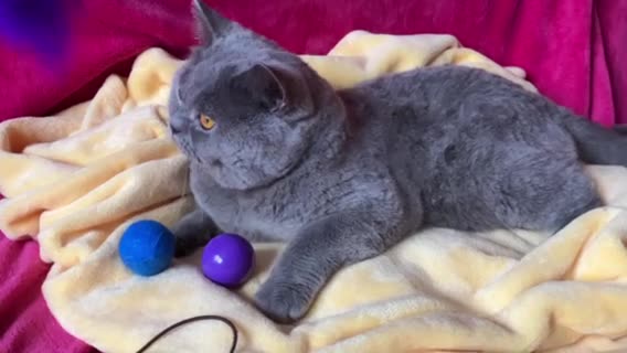 British Shorthair cats for stud: BSH STUD🏆ChampionBloodline 5GEN-Pedigree GCCF🌟💎 in Solihull - Video 1