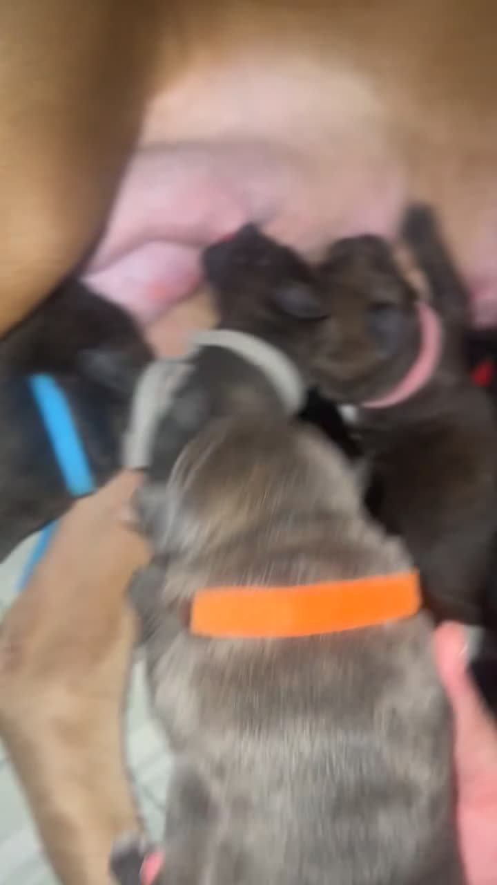 Cane Corso dogs for sale: Cane corso pups - Video 1