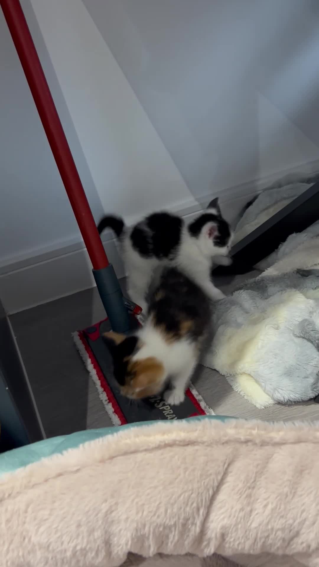 Mixed Breed cats for sale: 2 female kittens in Spalding - Video 2