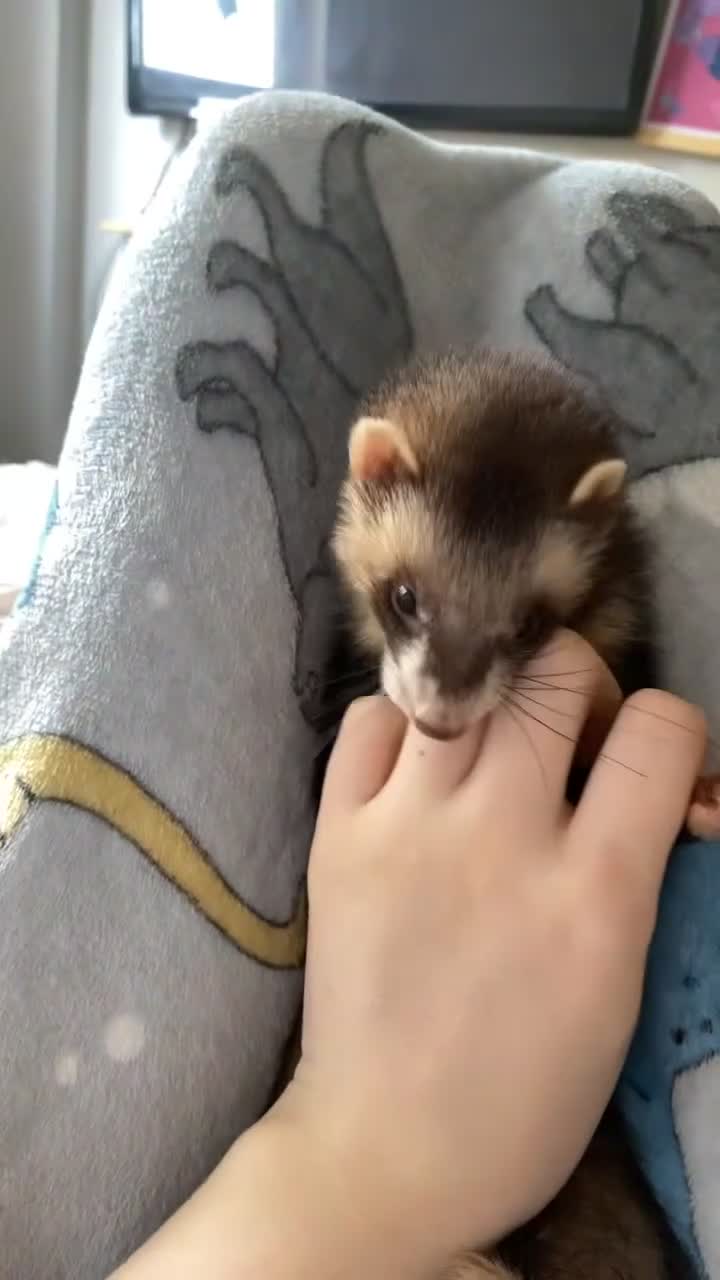 Ferret rodents for sale: Willow the Ferret - Video 1