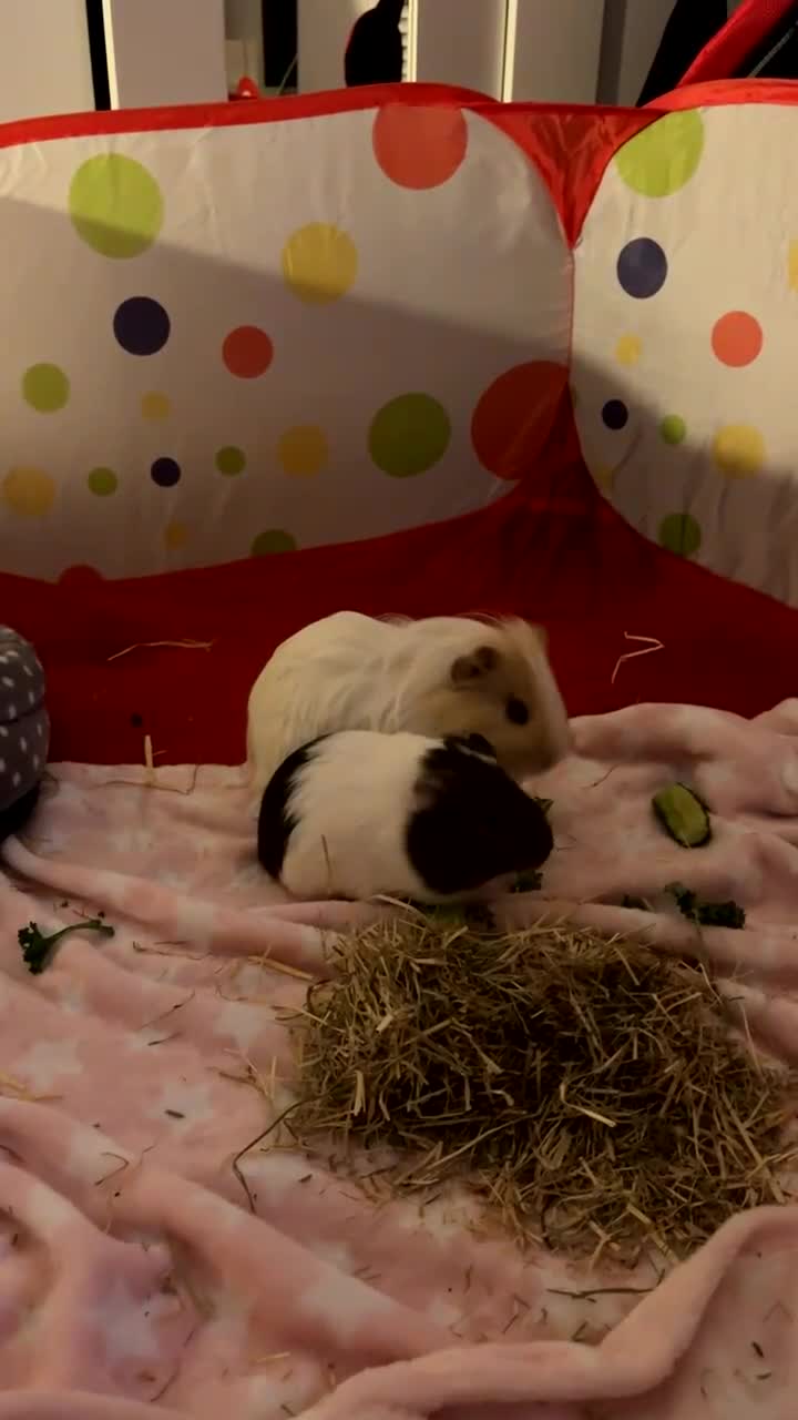 Guinea Pig rodents for sale: Kiki and Pops  in Glasgow - Video 1