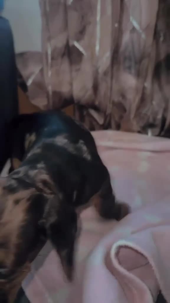 Miniature Dachshund dogs for sale: Beautiful miniature Dachshund ready 4 loving home - Video 2