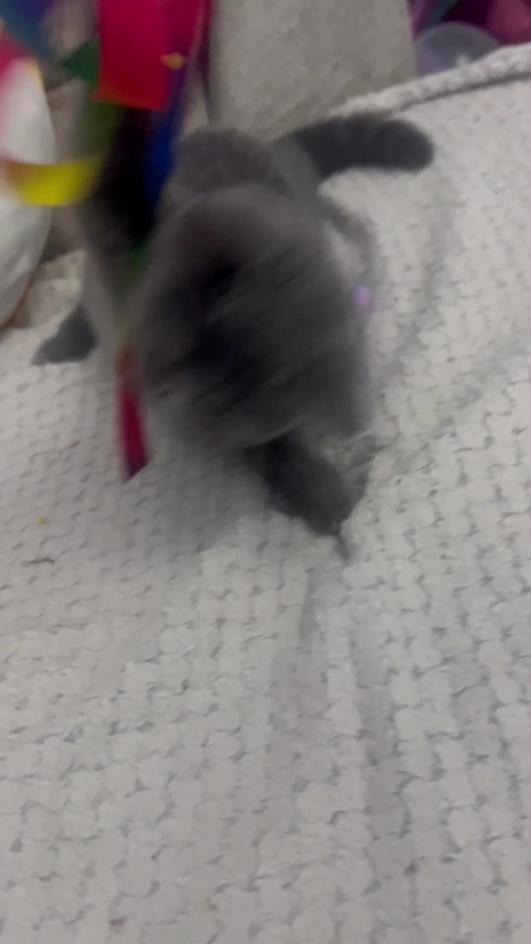 British Shorthair cats for sale: Last 2 stunning kittens BSH ready now - Video 1