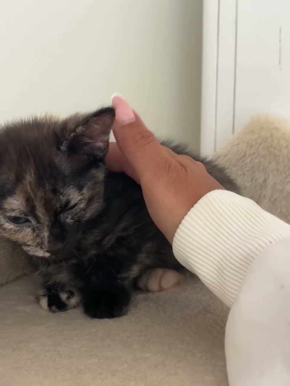 Mixed Breed cats for sale: 5 lovely kittens 🐾 - Video 1