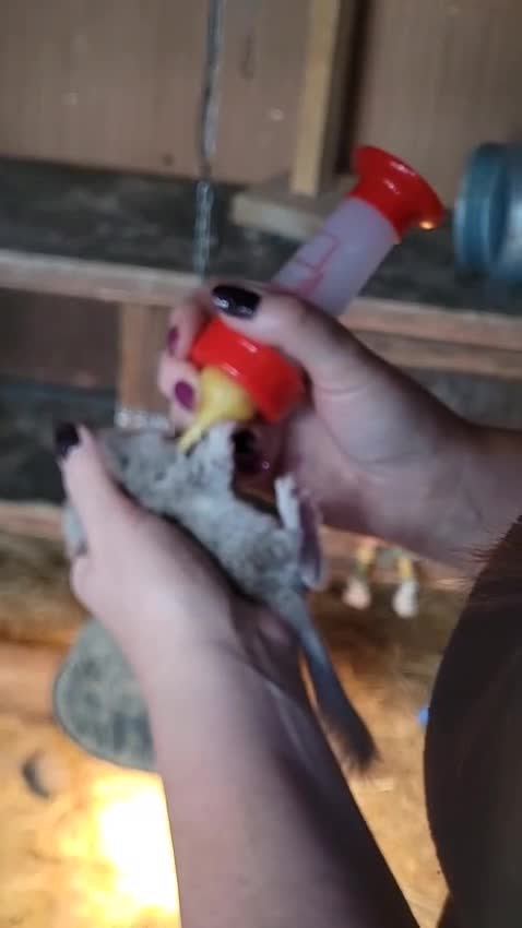 Chinchilla rodents for sale: Chinchillas ready for new homes - Video 3