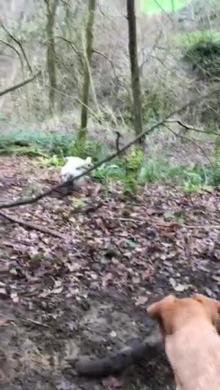 Labrador Retriever dogs for stud: 🌟Fully Health Tested Labrador at stud🌟 in Malmesbury - Video 2