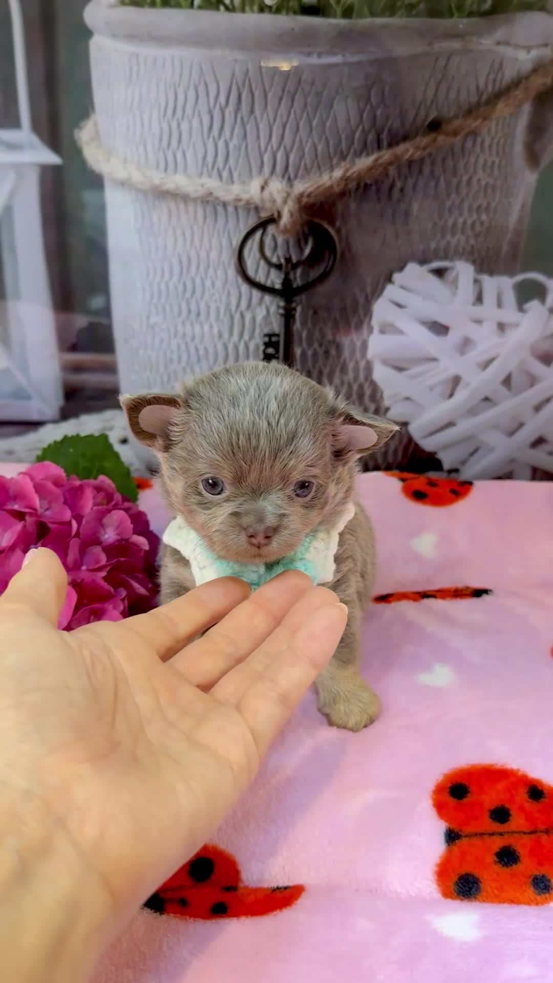 Chihuahua dogs for sale: 💜🤎 Exotic KC LC chihuahuas 🤎💜 - Video 3
