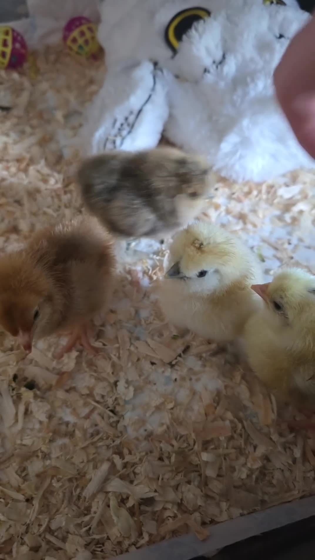 Chickens poultry for sale: 5 chicken  - Video 1