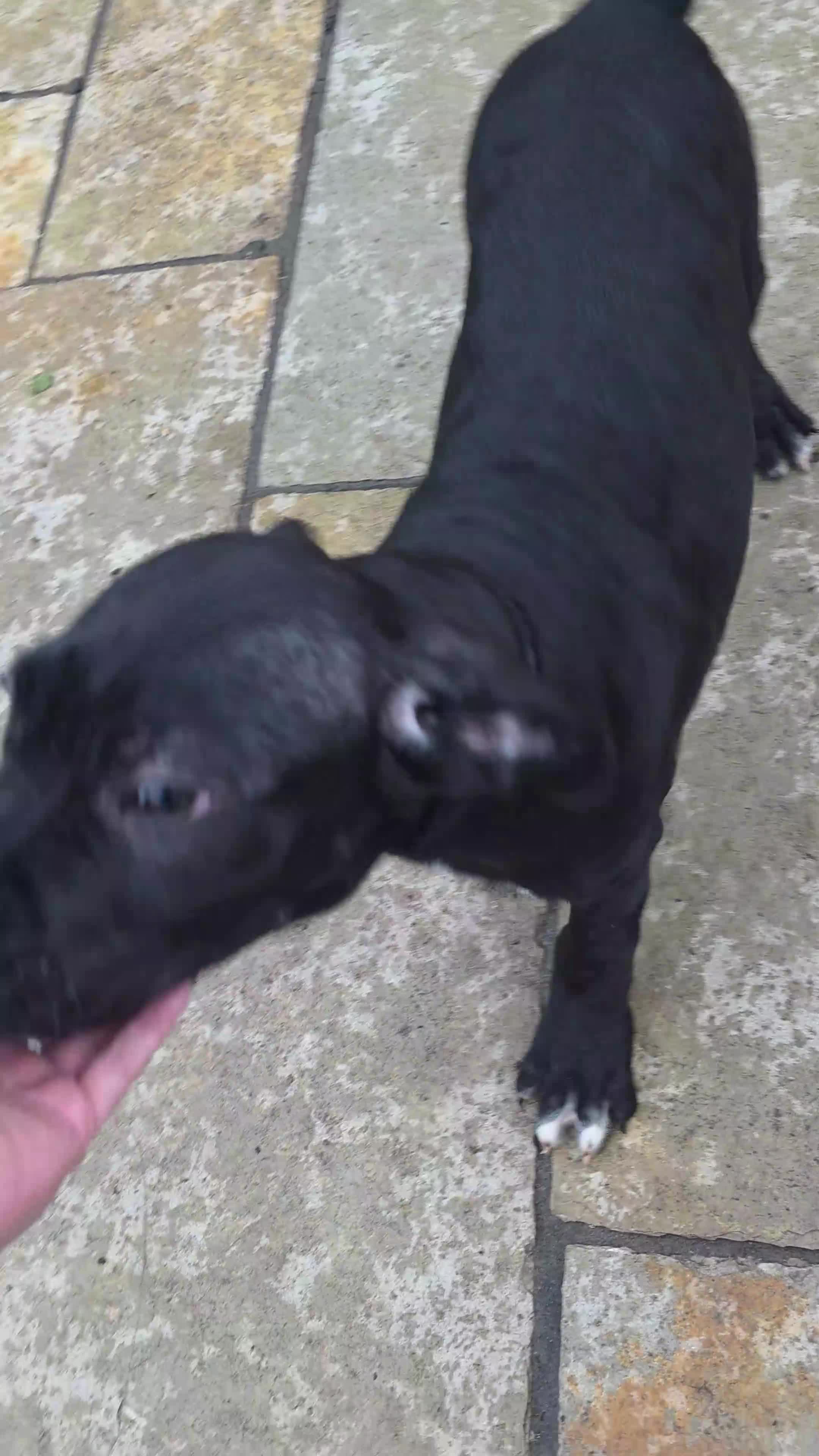 Cane Corso dogs for sale: Gorgeous cane corso puppies  - Video 1