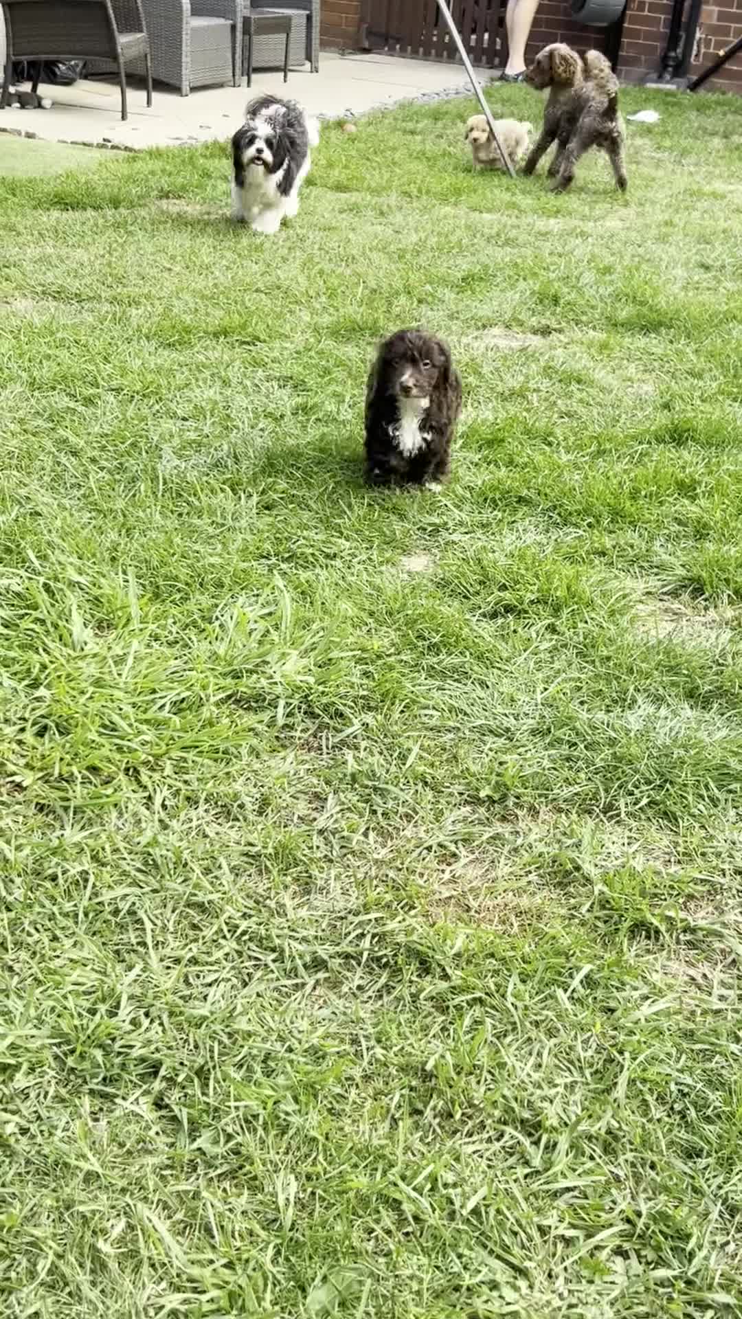 Cockapoo dogs for sale: Vet checked stunning Chocolate Cockapoo boy ready  - Video 1