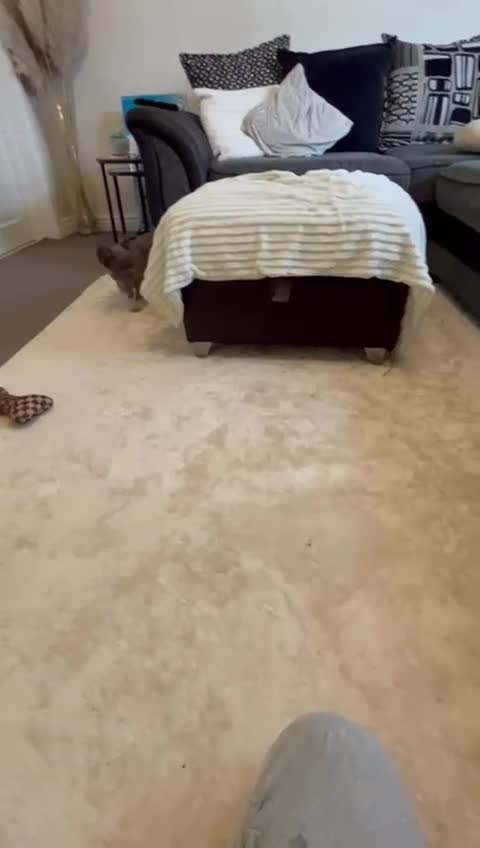 French Bulldog dogs for sale: Kc registered french bulldog pups fluffy Isabella  - Video 1