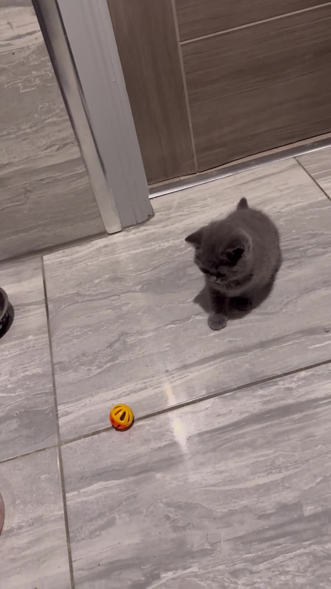 British Shorthair cats for sale: RADY NOW beautiful 2 boys 1 girl - Video 1