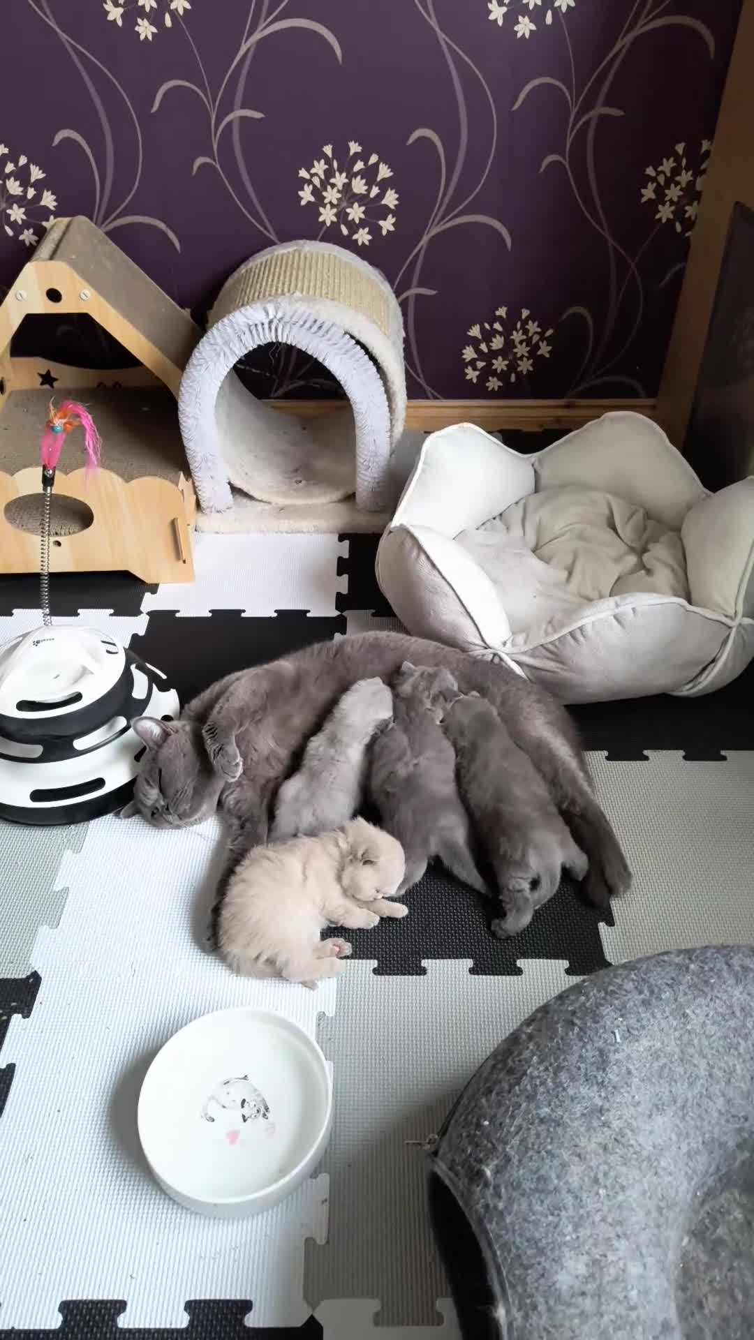 British Shorthair cats for sale: Magnificent Silver pedigree. Gccf registered.   - Video 3