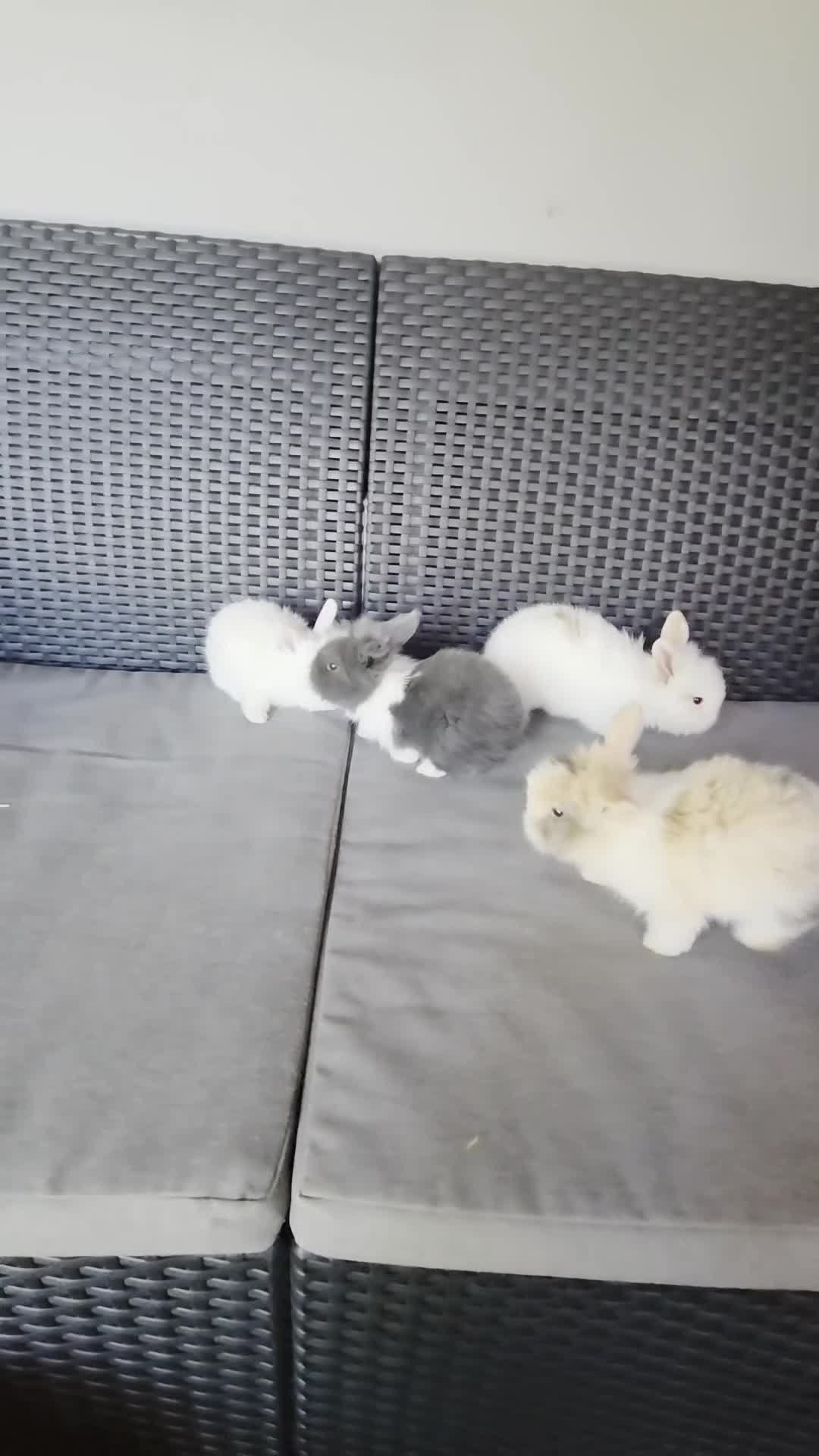 French Lop rabbits for sale: Mini Lop/Teddy Lionhead - Video 1