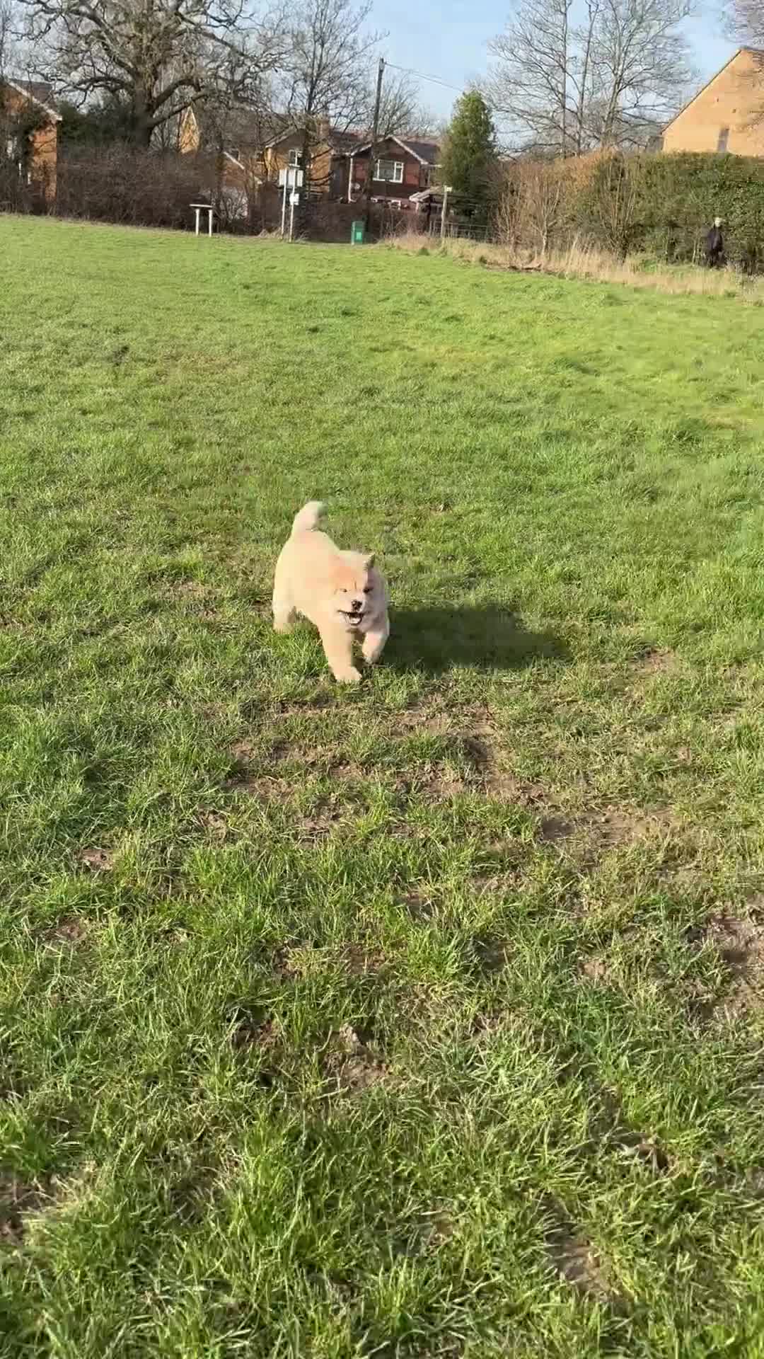 Chow Chow dogs for sale: Female fawn smooth coat chow chow  - Video 2