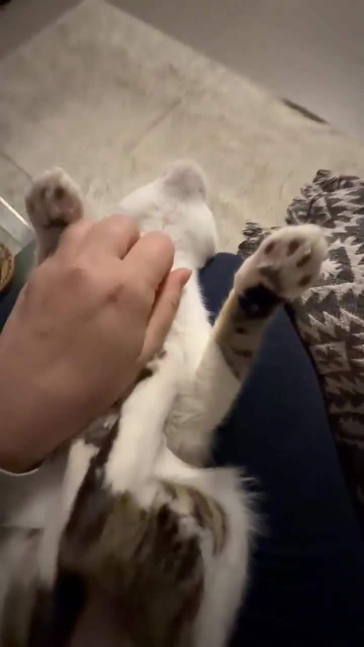 Mixed Breed cats for adoption: Charlie the cuddlebug - Video 3