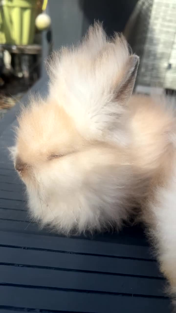 Lionhead rabbits for sale: Double maned Lionhead  - Video 3