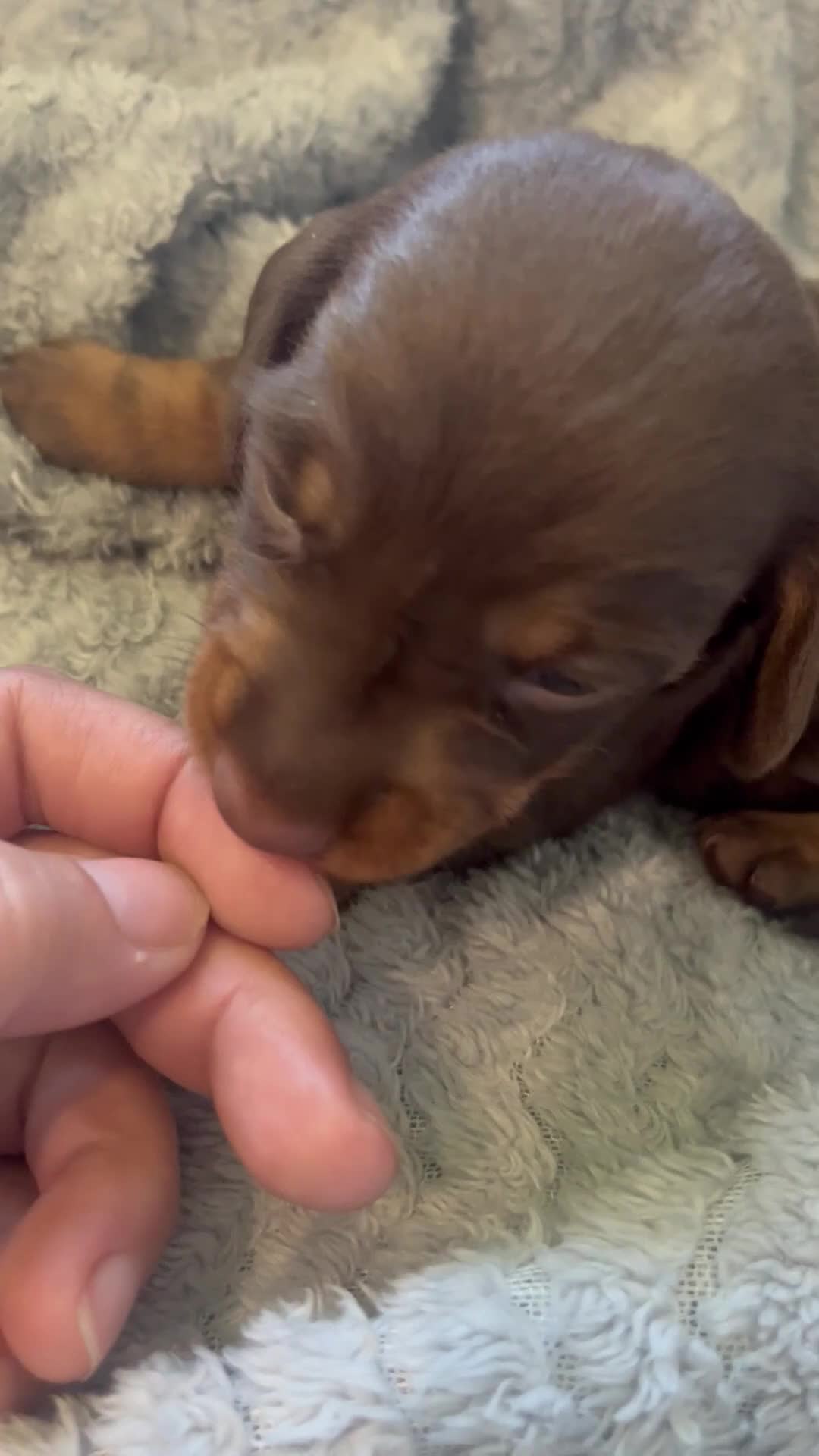 Miniature Dachshund dogs for sale: Beautiful kc miniature dachshund puppies - Video 2