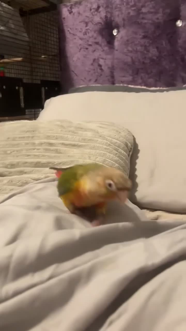 Conures birds for sale: Hand tame pineapple conure - Video 5