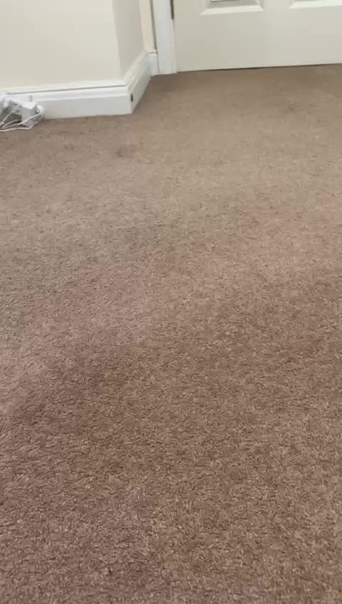 Japanese Shiba Inu dogs for sale: Japanese Shiba health tested , champion bloodline  - Video 1