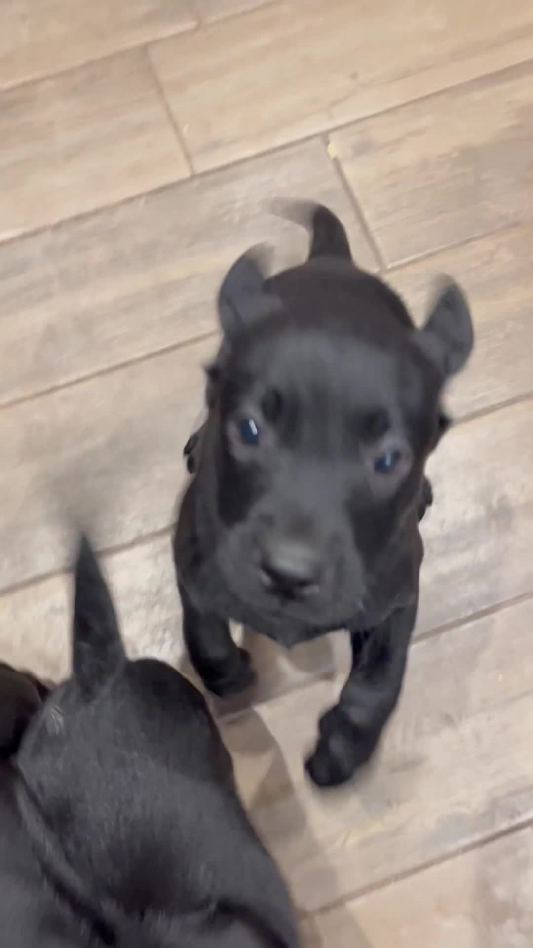 Labrador Retriever dogs for sale: Lovely KC Registered Black Labs for sales in Ledbury - Video 1