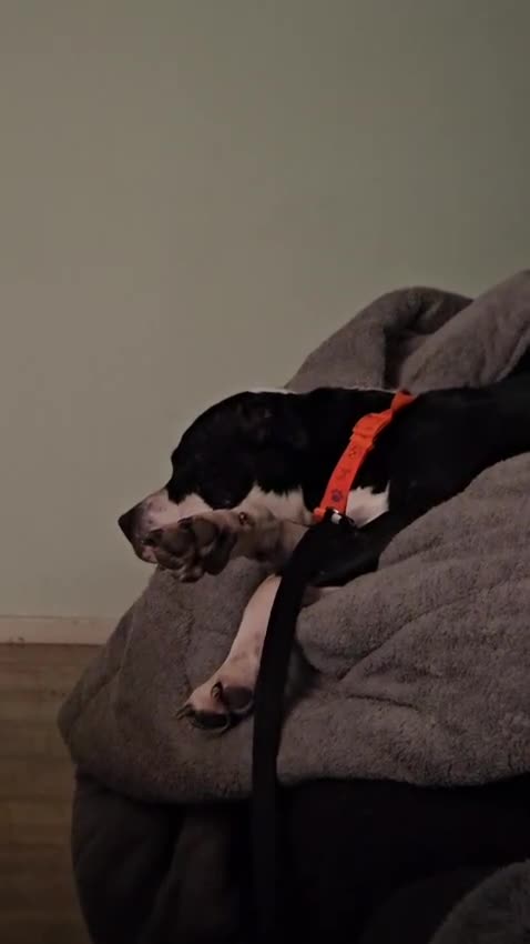 Mixed Breed dogs for adoption: URGENT FOSTER HOME 🏠 🚨 ‼️ 🆘  - Video 3