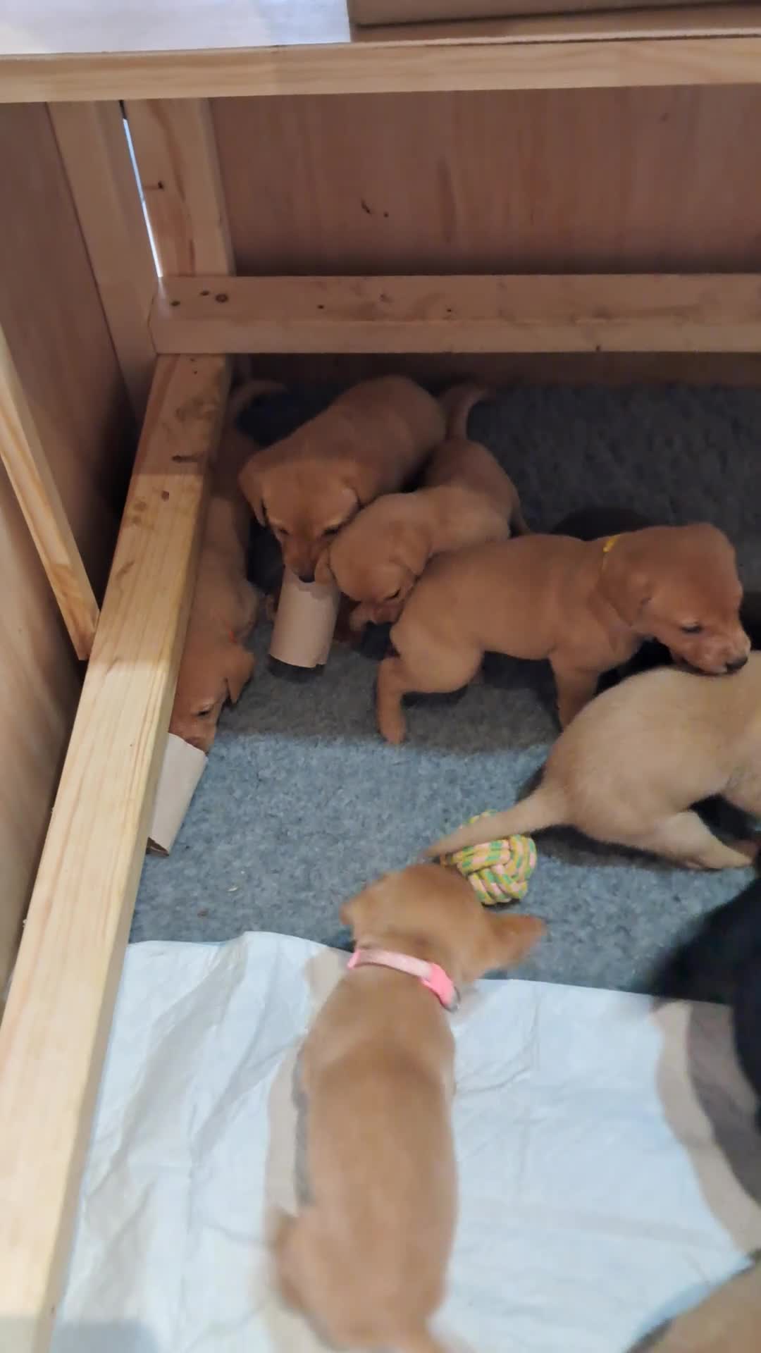 Labrador Retriever dogs for sale: Labrador Puppies - Video 1