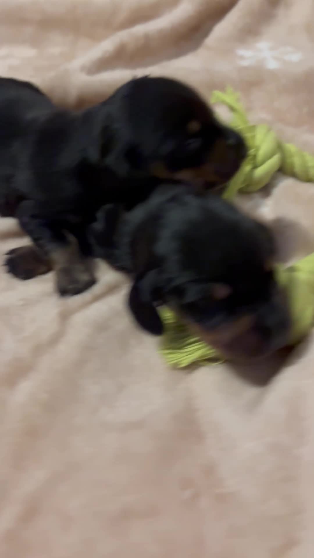 Miniature Dachshund dogs for sale: one girl miniature dachshund  - Video 1