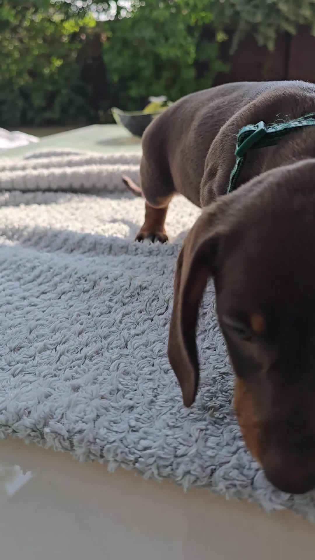 Dachshund dogs for sale: Beautiful Standard Dachshund PuppiesReadyNow 🏡❤️  - Video 5