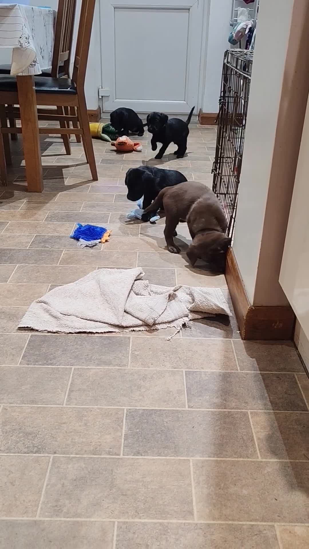 Labrador Retriever dogs for sale: Adorable KC registered Labrador puppies  in Downham Market - Video 1